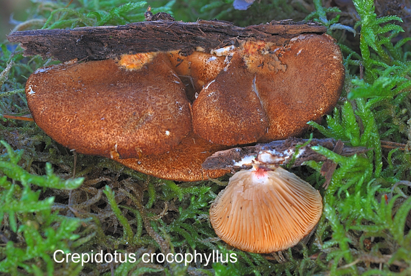Crepidotus crocophyllus-amf717.jpg - Crepidotus crocophyllus ; Nom français: Crépidote à lames jaunes